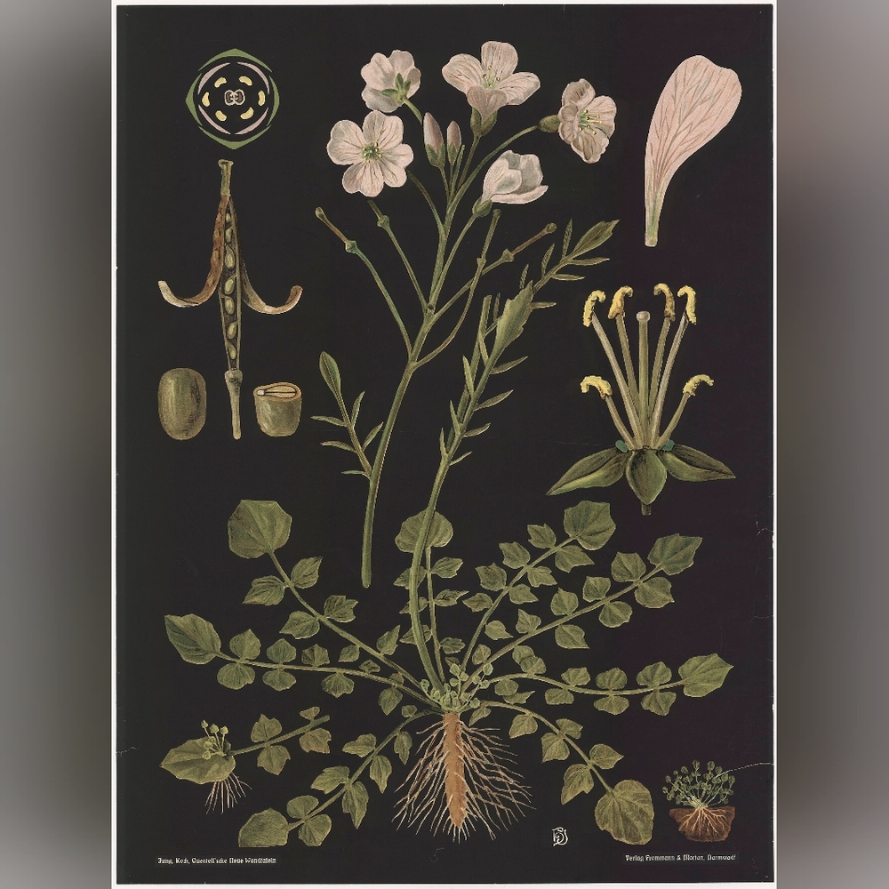Botanical Illustration Art Print